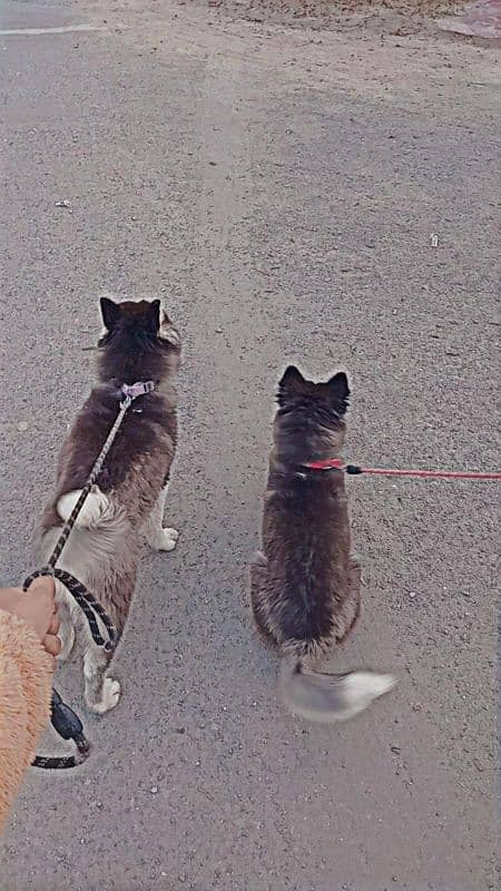 Cyberian huskey 0