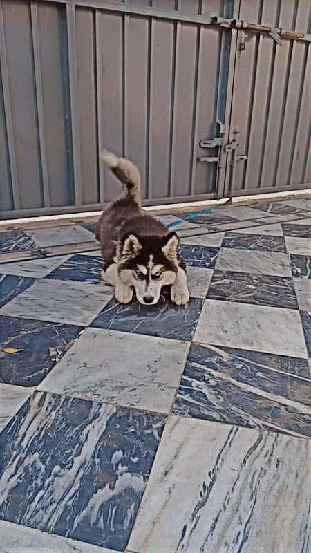 Cyberian huskey 1