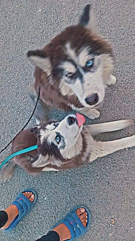 Cyberian huskey 2