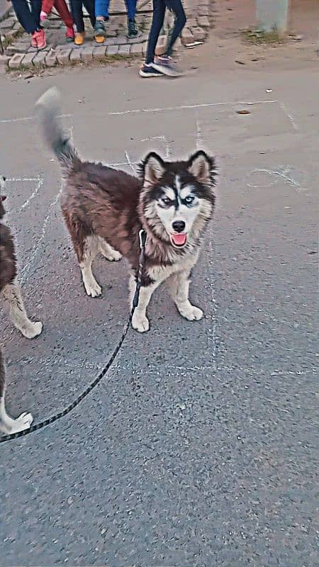 Cyberian huskey 3