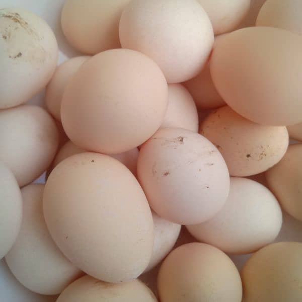 Austrolop eggs Available. . 0