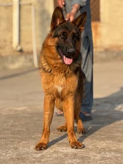 german shepherd male