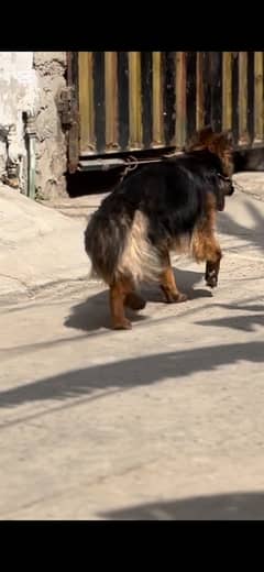 gsd female pup 6 months long haird