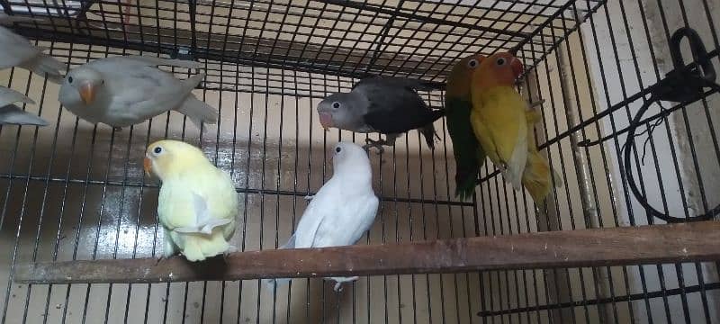 love birds for sale 7