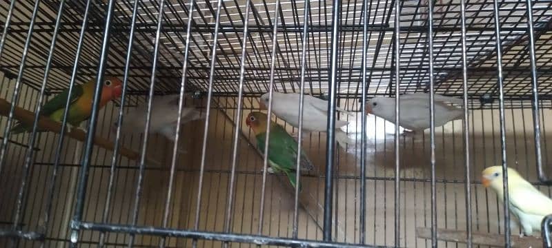 love birds for sale 8
