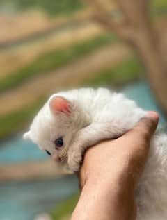 KITTENS SALE