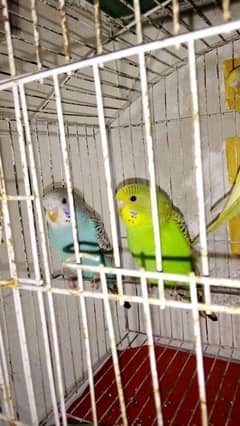 Australian budgies