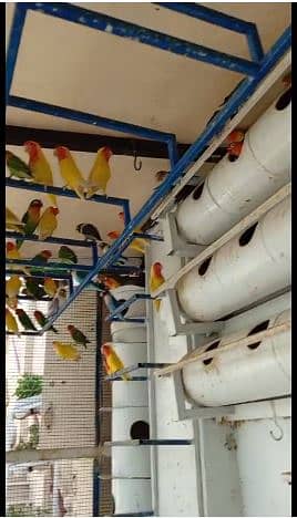 lutino colony, palefallows and gouldians 0
