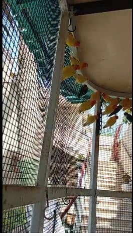 lutino colony, palefallows and gouldians 1