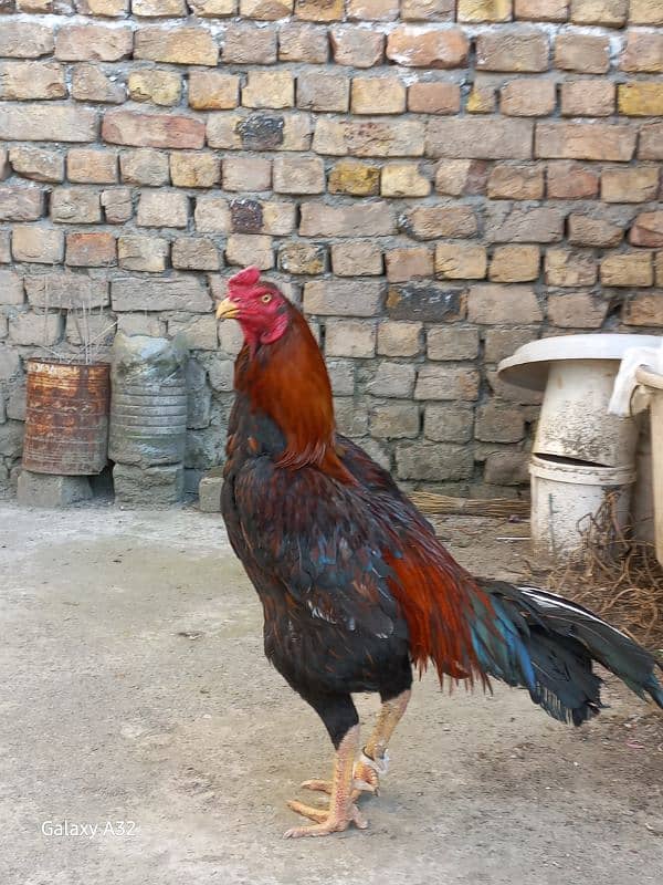Aseel meyawali 3