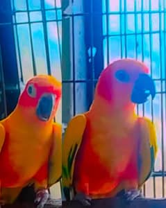 sunkonr breder pair avlble plz cal on whatpp number