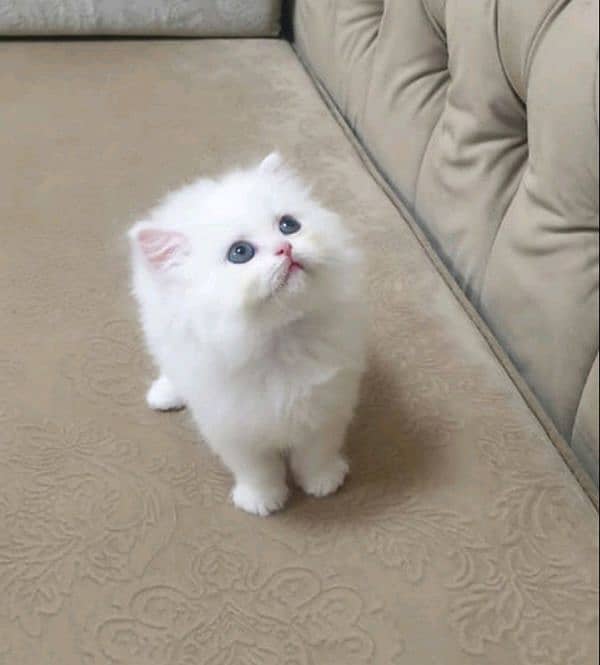 CONTACT NUMBER : 03366664860 WHITE KITTEN AVAILABLE LOCATION SARGODHA 0