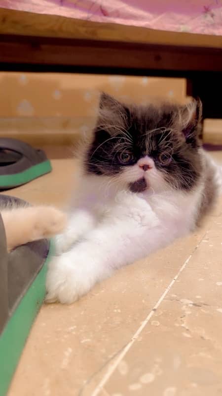 Top quality extreme punch kitten 2