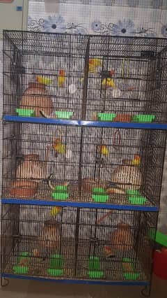lutiono parsnata pair love birds
