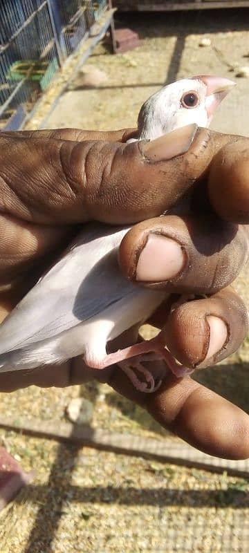 java funa opal silver whaet Gharey Hogoromo 03122370087 0