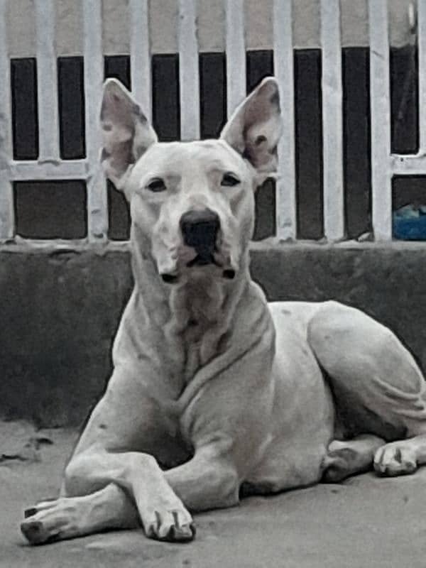 kohati gultair 3