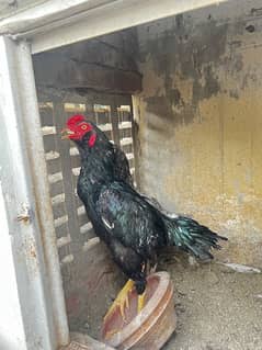 Heera