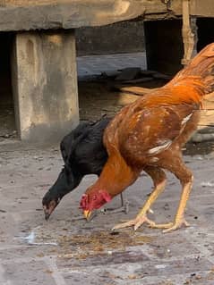 Aseel pair for sale