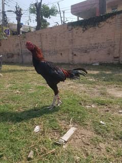 aseel