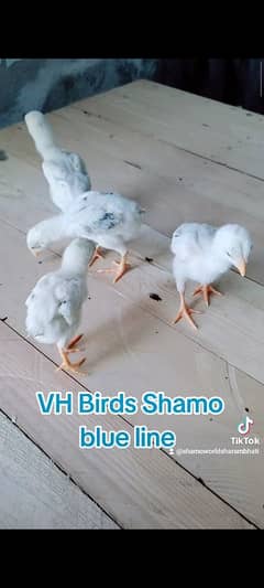 Shamo