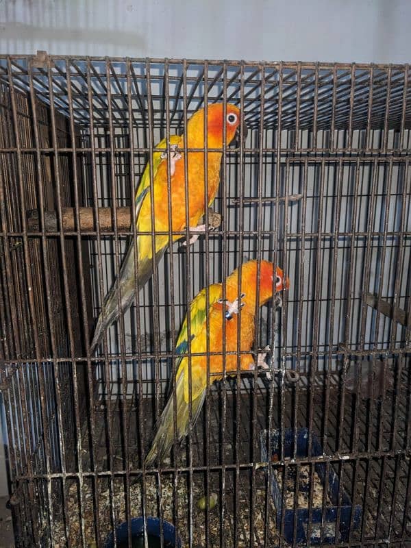 lt has an sun conure parrots 0