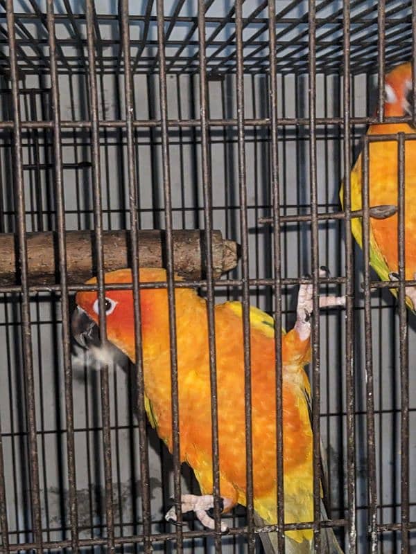 lt has an sun conure parrots 1