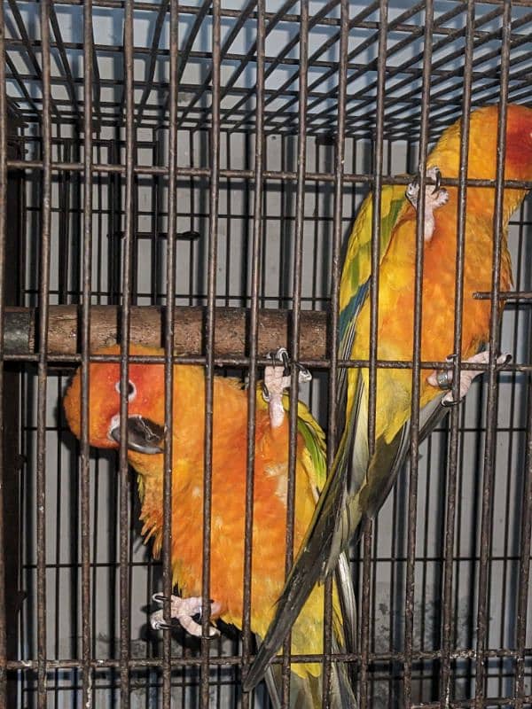 lt has an sun conure parrots 2