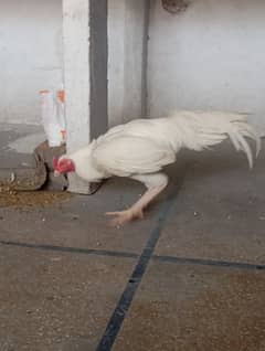 Heera breeder