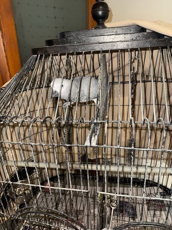 talking parrot friendly with house members 0