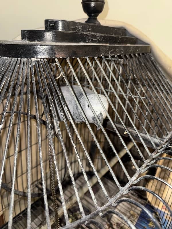 talking parrot friendly with house members 1