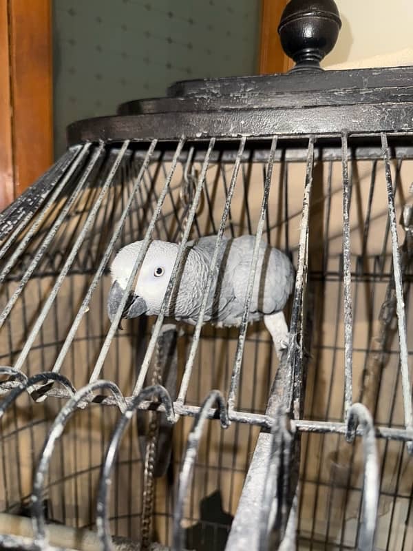 talking parrot friendly with house members 2