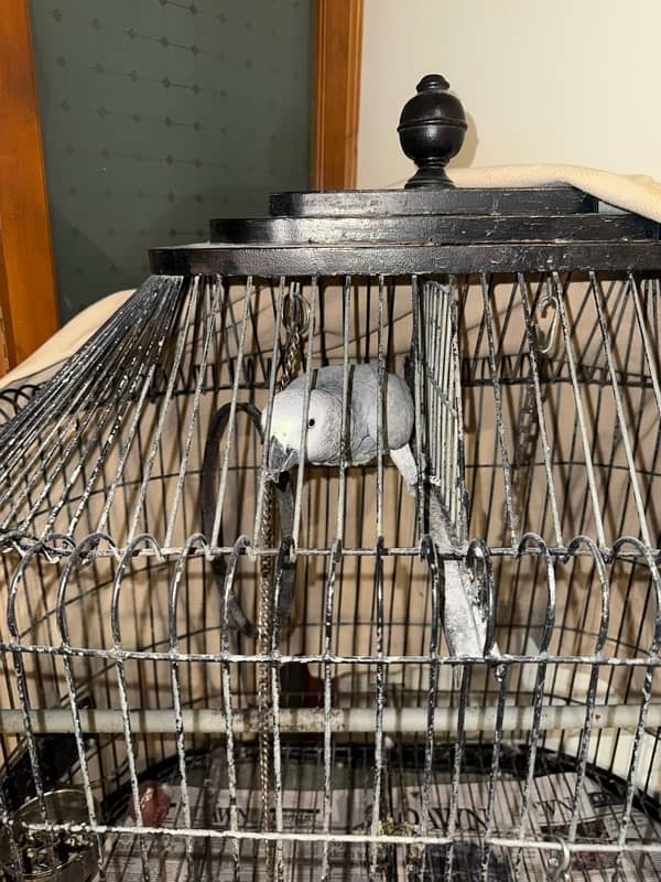 talking parrot friendly with house members 3