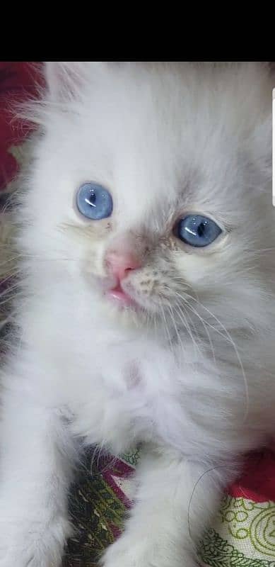 Kittens | Persian Kittens | Tripple Coated persian Kittens For Sale 1