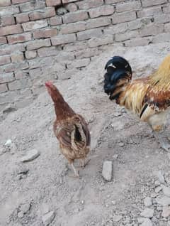 Ghar