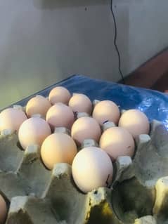 White Oh shamo Eggs Available 90% fertility