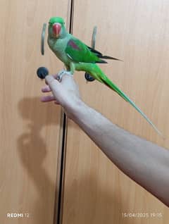 hand