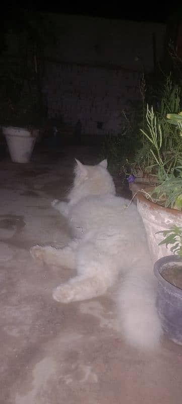 my cat pragnet 1