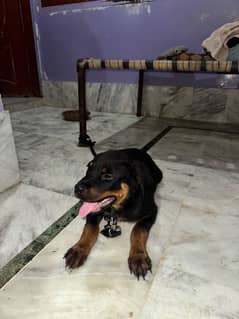 Rottweiler