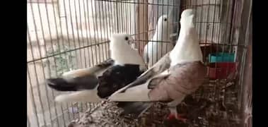 king pigeons sentient fancy pigeons for sale