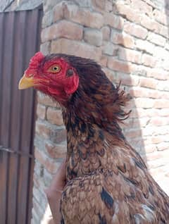 aseel mianwali bred