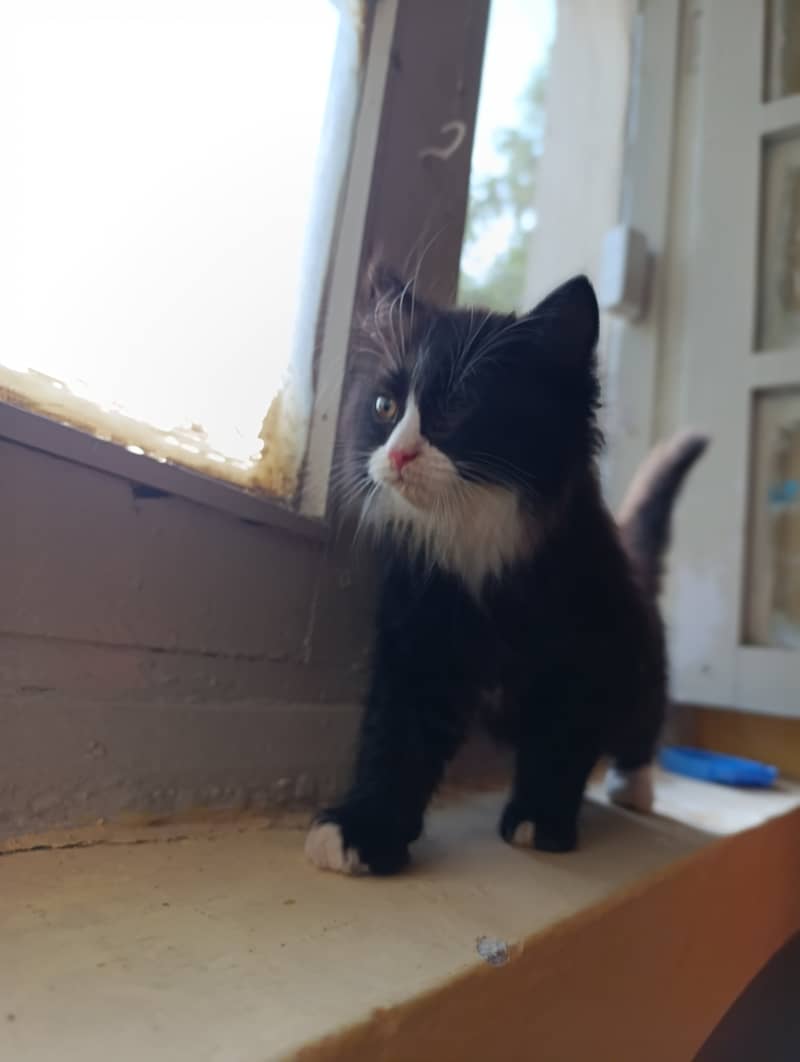 Persian siberian mix, P a n d a face adorable kitten cat 0