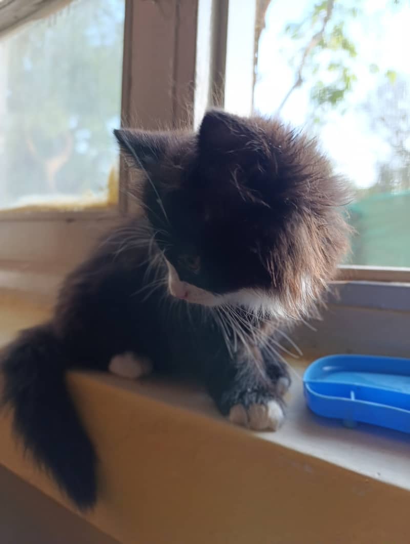 Persian siberian mix, P a n d a face adorable kitten cat 1
