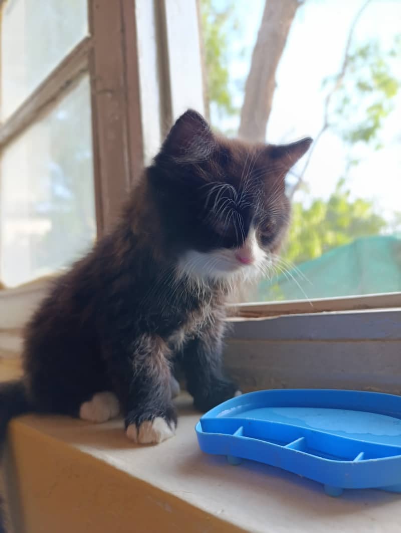 Persian siberian mix, P a n d a face adorable kitten cat 2