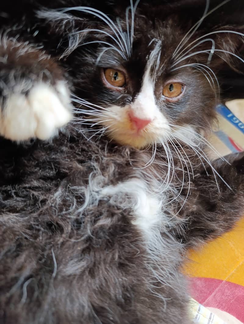 Persian siberian mix, P a n d a face adorable kitten cat 3