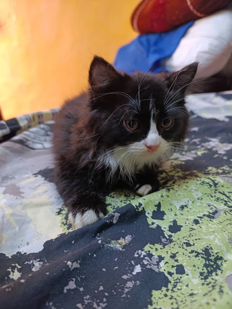Persian siberian mix, P a n d a face adorable kitten cat 4