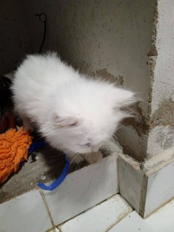 Pure Persian healthy extra triple coated male kitten odd eye 2