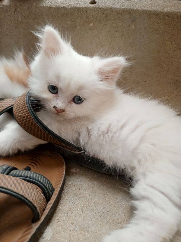 Pure Persian healthy extra triple coated male kitten odd eye 3