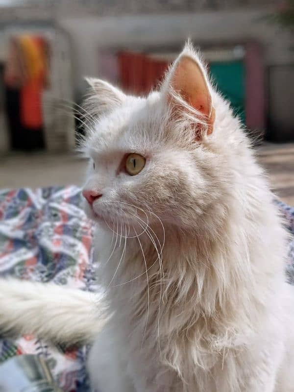 my cat pragnet 2