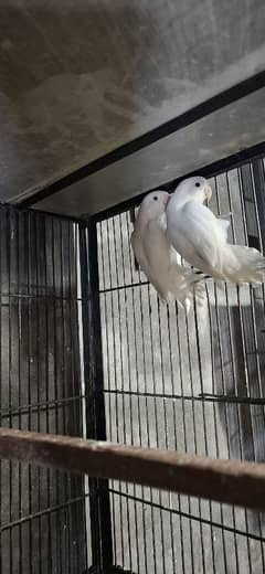 Albino
