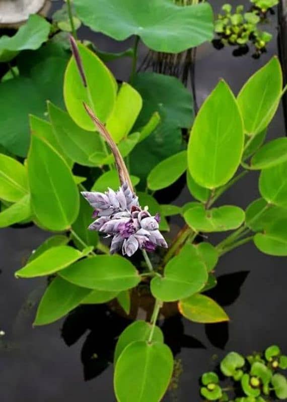 aquatic and ponds plants 2